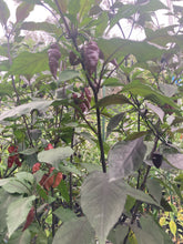 Load image into Gallery viewer, Pink Wendigo (T-E) (Pepper Seeds)