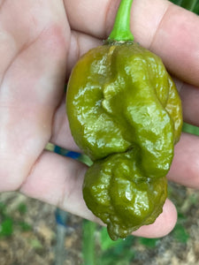 OMG GhostScorpion T-E (Limited)(Pepper Seeds)