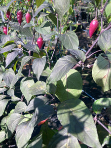 Chuparita Mix) (T-E) (Pepper Seeds)