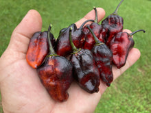 Load image into Gallery viewer, Pandora’s Box Pimenta Jolokia/PJ Mix (Pepper Seeds)