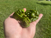 Load image into Gallery viewer, Green GhostScorpion T-E (Limited)(Pepper Seeds)