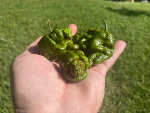 Green GhostScorpion T-E (Limited)(Pepper Seeds)