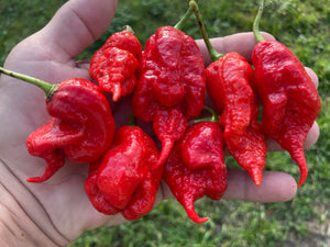 Primotalii Red (Pepper Seeds)