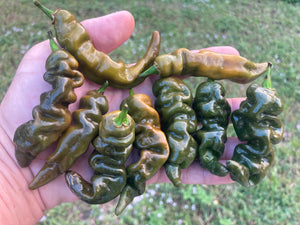 Habanero Mustard Lightning (Pepper Seeds)