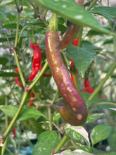 Load image into Gallery viewer, Daywalker (T-E) (Pepper Seeds)