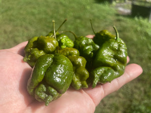 Green GhostScorpion T-E (Limited)(Pepper Seeds)