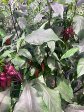 Load image into Gallery viewer, Pink Wendigo (T-E) (Pepper Seeds)