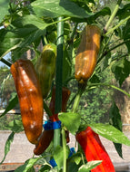 BadFish XL (Pepper Seeds)