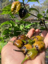 Load image into Gallery viewer, MonsterGum Leopard (Mustard)(Pepper Seeds)