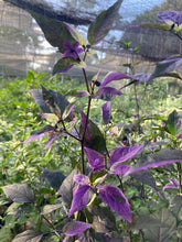 Load image into Gallery viewer, Red Trixster XD (Pepper Seeds)