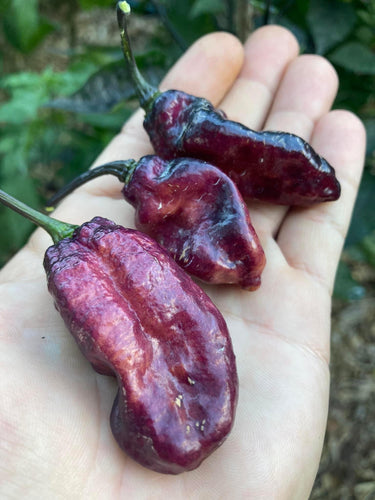 PJ Blue Ice Cream (Pepper Seeds)