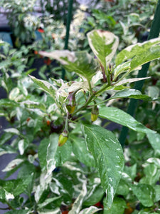 Thunder Nugs (Pepper Seeds)