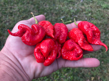 Load image into Gallery viewer, Primotalii Red (Pepper Seeds)