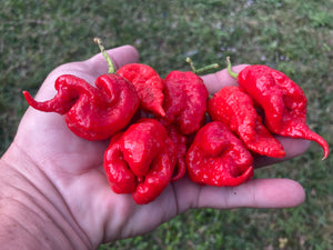 Primotalii Red (Pepper Seeds)