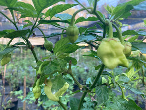 Morangum XLP (Pepper Seeds)