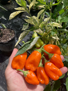 Puriraheim (T-E) (Pepper Seeds)