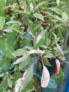 Pickles Blood (Grifter) (Pepper Seeds)