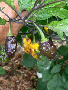 Pastry CreamHorizon (Pepper Seeds) (Limited)