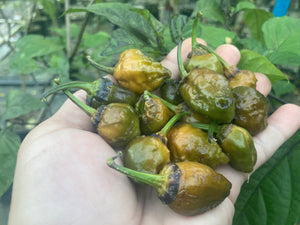 MonsterGum Leopard (Mustard)(Pepper Seeds)