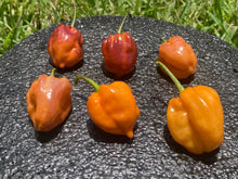 Load image into Gallery viewer, Purple Uprising Orange (Pepper Seeds)