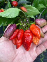 Load image into Gallery viewer, Red Wendigo (T-E) (Pepper Seeds)