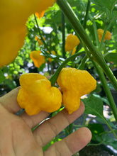 Load image into Gallery viewer, Kokomo Bonnet (Pepper Seeds)