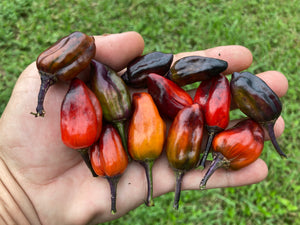 Bryan’s Vulcan Blood (Pepper Seeds)