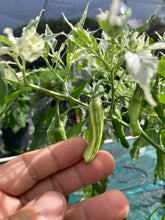 Load image into Gallery viewer, Tiger Thunder (Pepper Seeds)