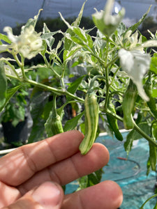 Tiger Thunder (Pepper Seeds)