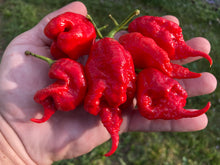 Load image into Gallery viewer, Primotalii Red (Pepper Seeds)