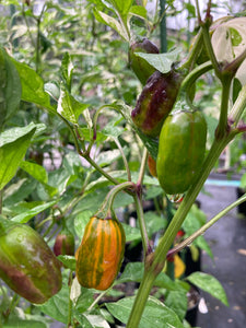 Thunder Nugs (Pepper Seeds)