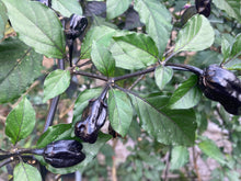 Load image into Gallery viewer, PurpleGum Black Cream (Pepper Seeds)