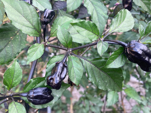 PurpleGum Black Cream (Pepper Seeds)