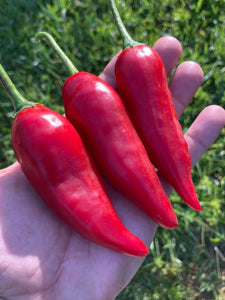 Aji Escabeche Pi260580 (Red)(Pepper Seeds)