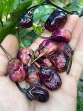 Load image into Gallery viewer, PurpleGum Black Cream (Pepper Seeds)