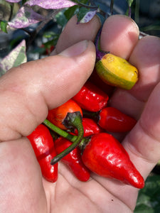 Trixster Red (Pepper Seeds)
