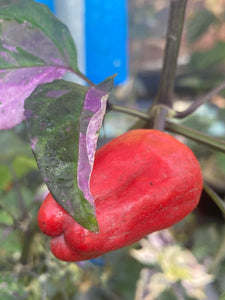 Naraka Variegated (VSRP Poblano (Pepper Seeds)