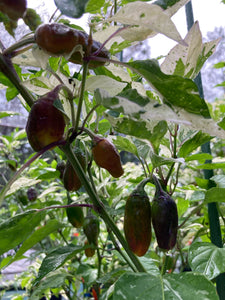 Thunder Nugs (Pepper Seeds)