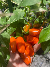 Load image into Gallery viewer, Thunder Nugs (Pepper Seeds)