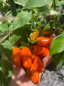 Thunder Nugs (Pepper Seeds)