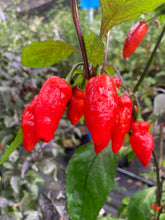 Load image into Gallery viewer, Red Wendigo (T-E) (Pepper Seeds)