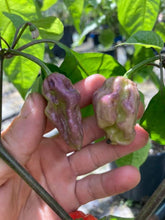 Load image into Gallery viewer, Purple BhutWrecker (Pepper Seeds)