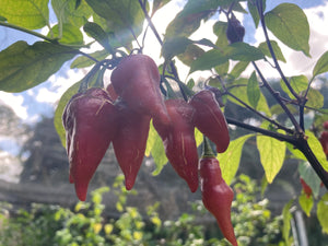 Pink Wendigo (T-E) (Pepper Seeds)