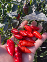 Load image into Gallery viewer, Chupacabra (T-E) (Pepper Seeds)