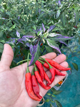 Load image into Gallery viewer, Lost Boys (T-E) (Pepper Seeds)