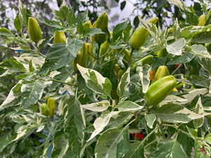 Orange Fish (Pepper Seeds)