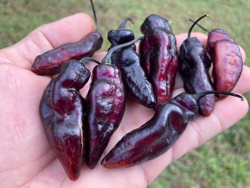 PJ Black Ice XD (Pepper seeds)