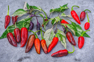 BadPhish (Pepper Seeds)