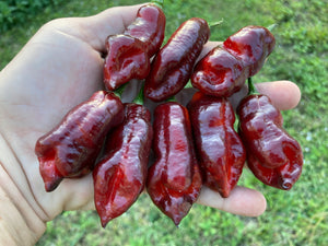 Maroon Voltron (T-E)(Pepper Seeds)