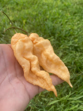 Load image into Gallery viewer, Jays Peach Ghostscorpion (Pepper Seeds)